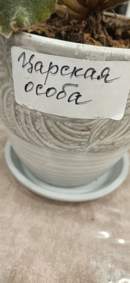 Фиалка Царская особа в керамическом кашпо