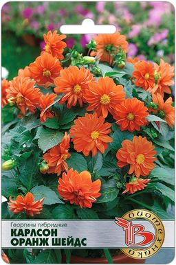 Георгины гибридные Карлсон Оранж Шейдс
