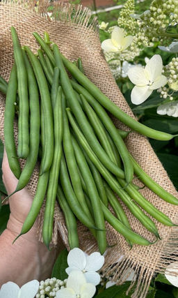 Фасоль ЧУДО ЛЕНТЯЯ Ультраскороспелый, кустовой сорт! До 30 бобов на растении! Без волокна! Шикарна в заморозку! Неприхотлива!