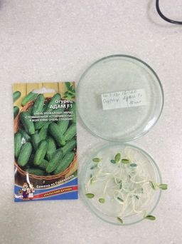 Огурец АДАМ F1 Суперурожайный гибрид с повышенной устойчивостью к болезням! Очень сладкий! - Уральский дачник фото 2