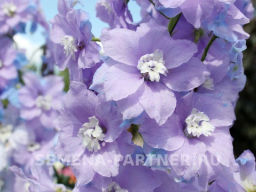 Дельфиниум Монинг Лайт - Партнер фото 3