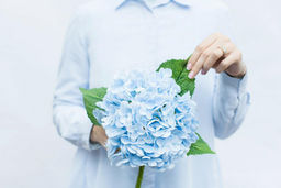 Гортензия садовая на стебле - Голубой