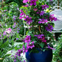 Клематис Миссис Н. Томпсон - Долина роз фото 3