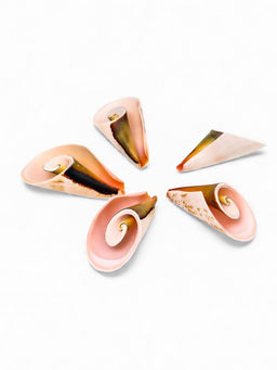 Набор ракушек декоративных, длина 4 см, 5 шт