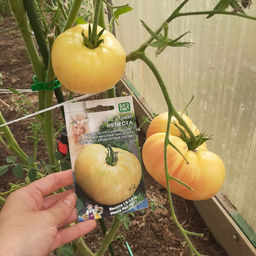 Томат НЕВЕСТА  Редкий, коллекционный сорт! Красивый и вкусный, как десерт! Укрепляет кровеносные сосуды! - Уральский дачник фото 7