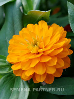 Цинния махровая Барышня-крестьянка Мандариновый Конфитюр - Партнер фото 3
