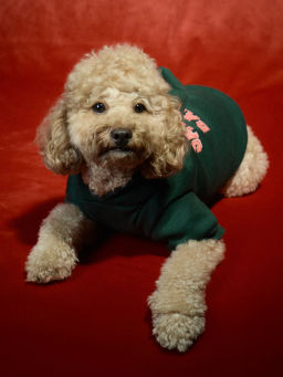 Худи для питомца с принтом / Zarina