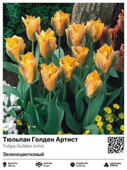 Тюльпан Golden Artist (Зеленоцветковый) - Голландские луковицы фото 2