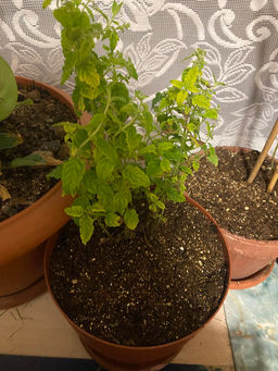 Мята Земляника мелколистная