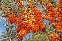 Облепиха Янтарная - Волжский сад фото 2