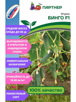 Огурец партенокарпический Бинго - Партнер фото 2