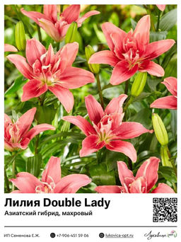 Лилия Double Lady (Азиатский гибрид, махровый)