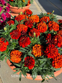 Бархатцы отклоненные Файрболл - Партнер фото 3