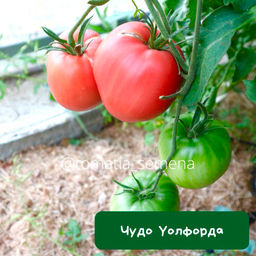 Чудо Уолфорда