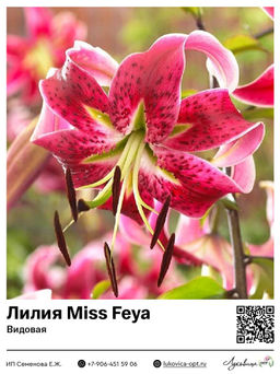Лилия Miss Feya (ОТ-гибрид)