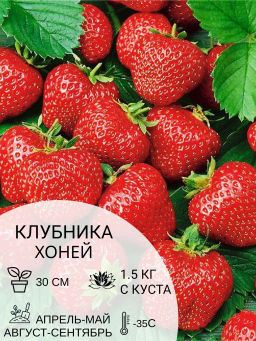Клубника Хоней