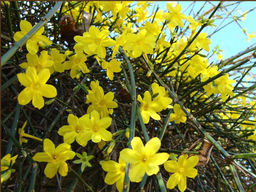 Жасмин голоцветковый