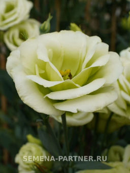 Эустома срезочная махровая лаймовая Принцесса Оливия - Партнер фото 3