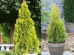 Туя западная Голден Смарагд - Долина роз фото 4