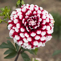 ГЕОРГИНА Чекерс Разбор I Кол-во упак., шт 1